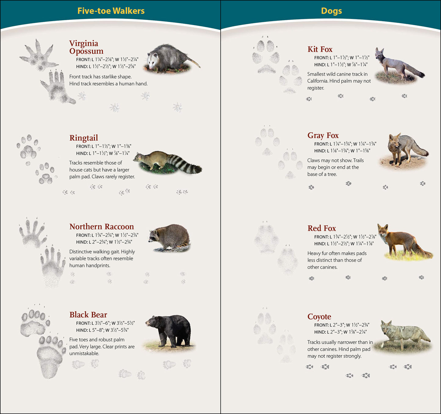 Animal Tracks of California