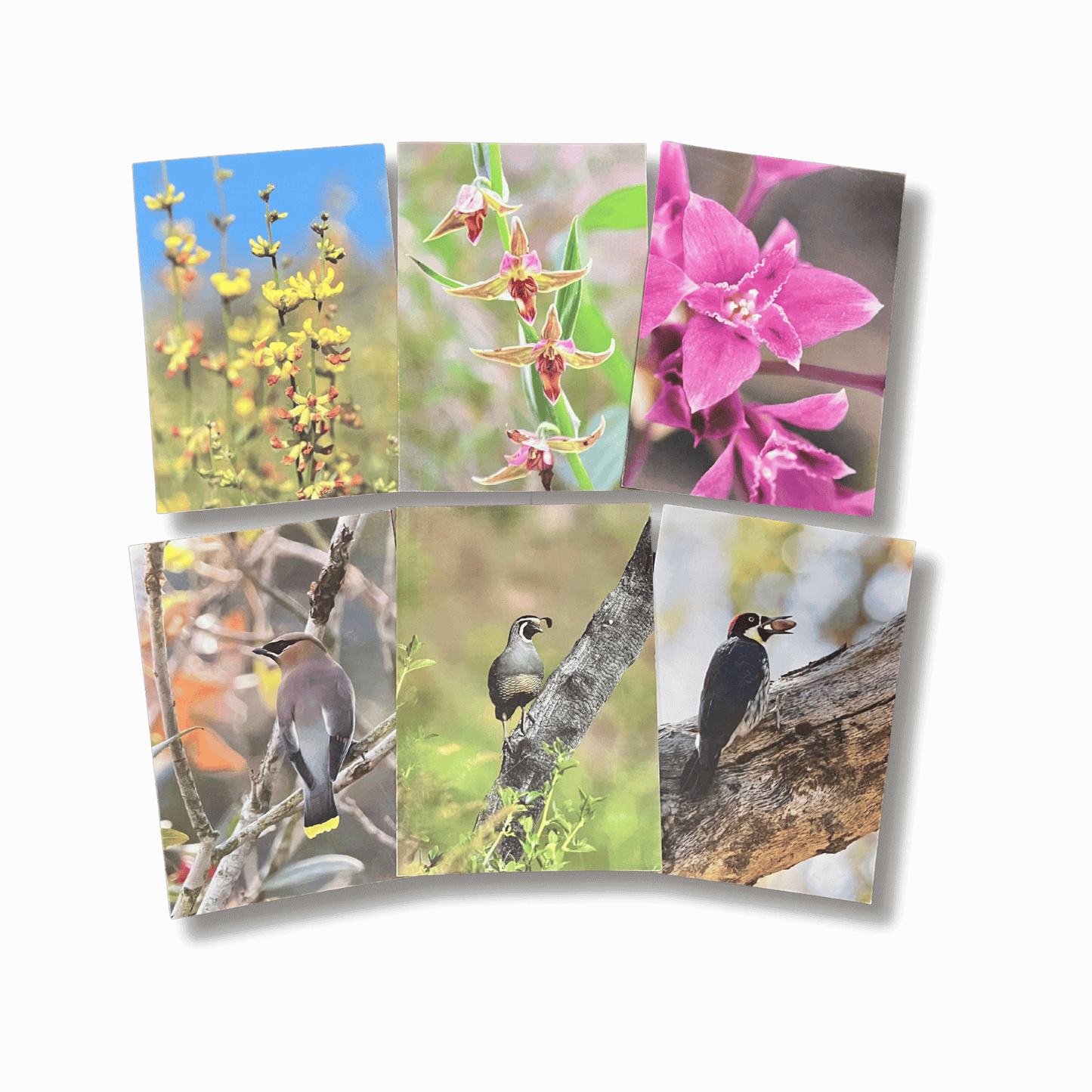 Birds & Wildflowers Notecard Set