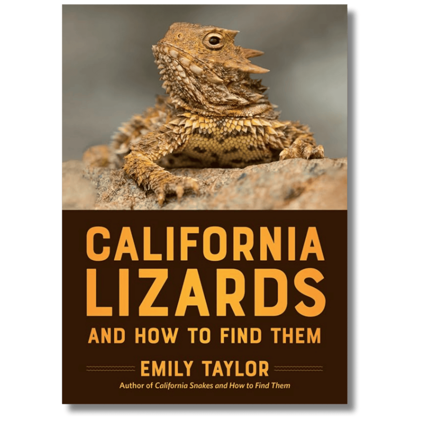 California Lizards and How to Find Them