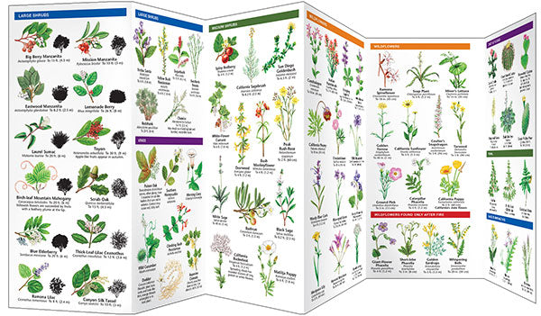 Chaparral Shrublands of Southern California