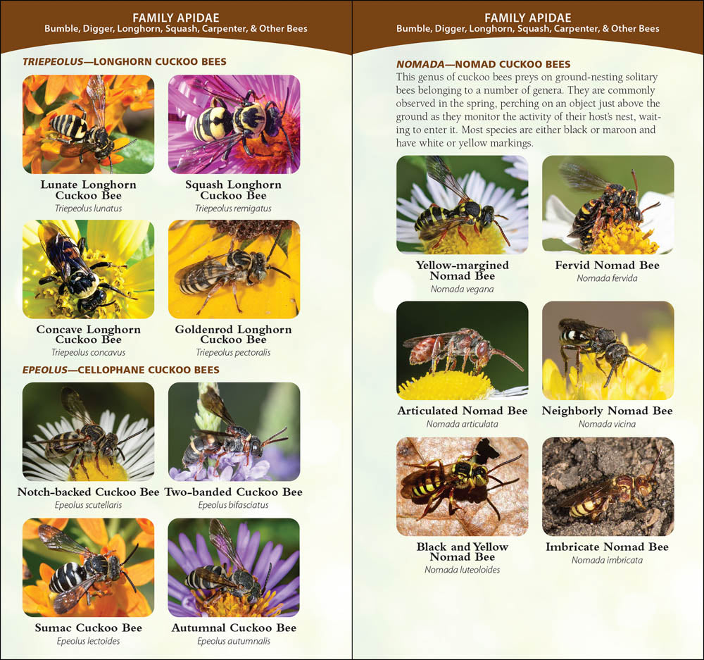 Common Native Bees of the Western United States