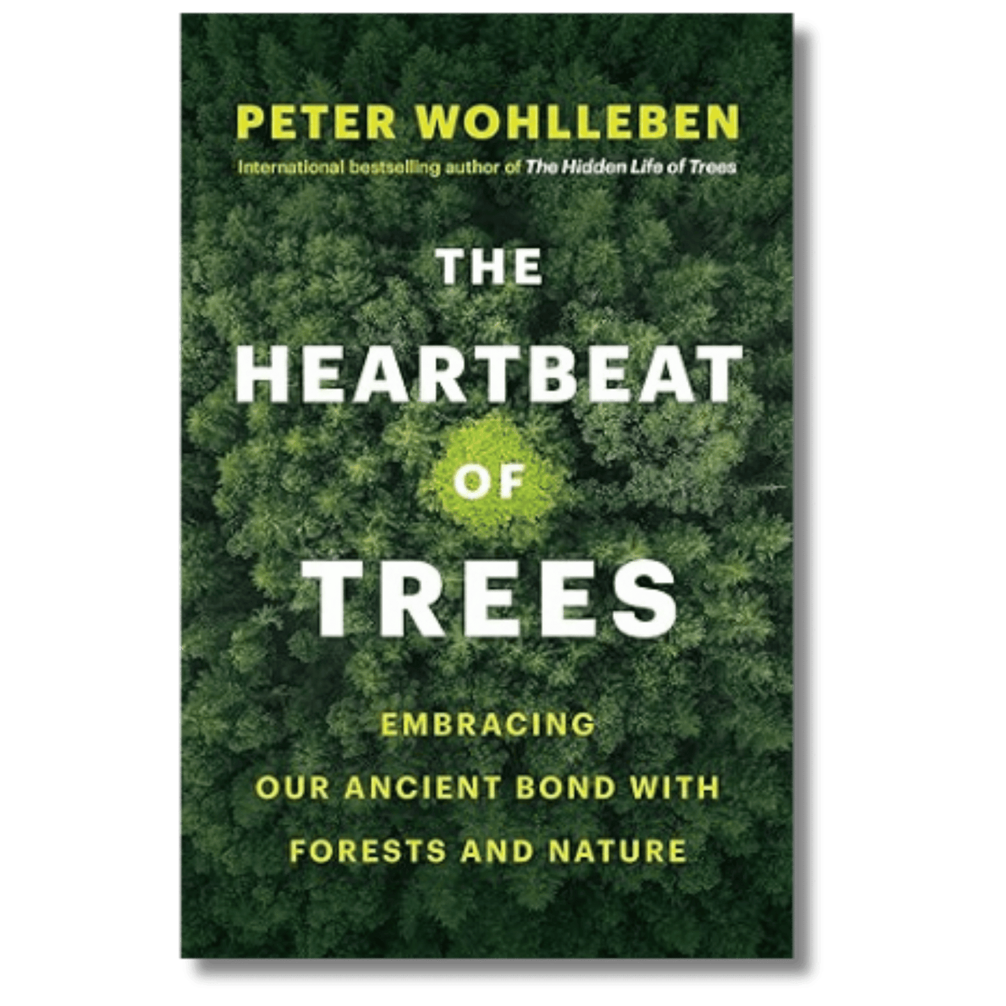 The Heartbeat of Trees: Embracing Our Ancient Bond with Forests and Nature