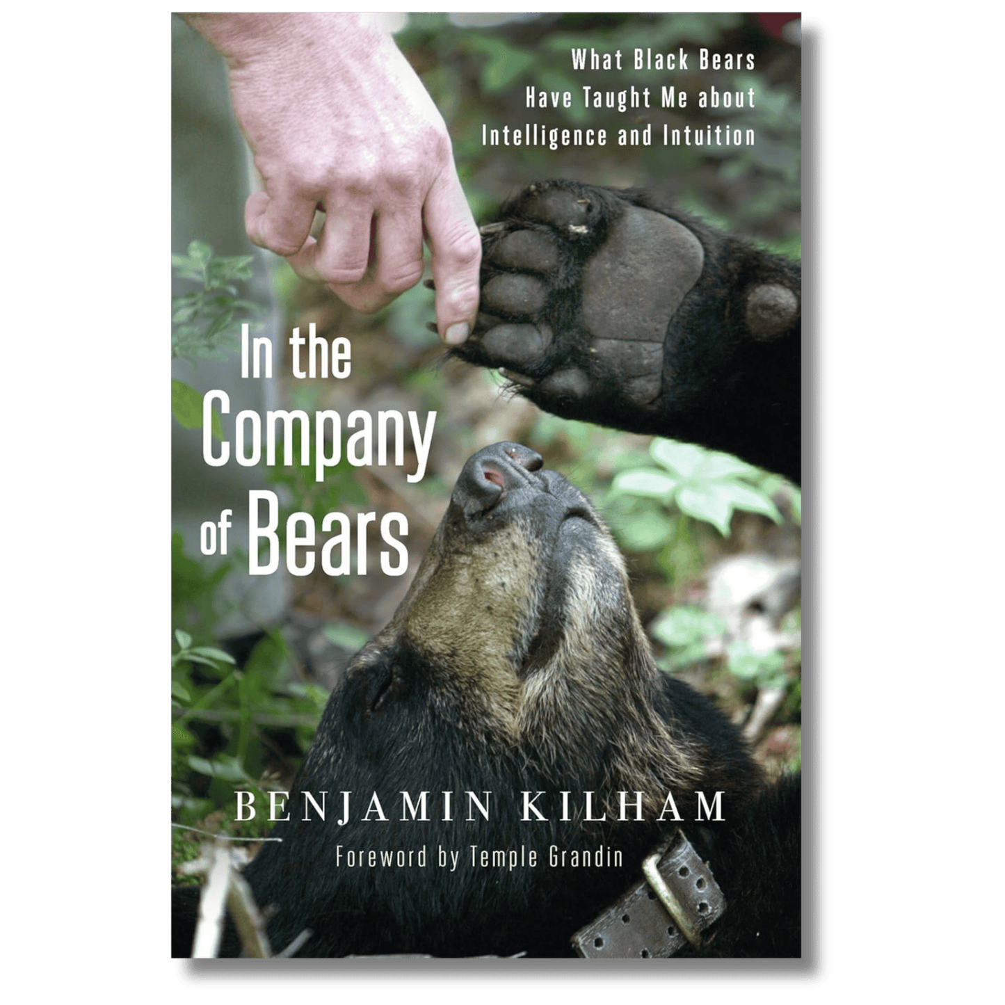 In the Company of Bears: What Black Bears Have Taught Me about Intelligence and Intuition
