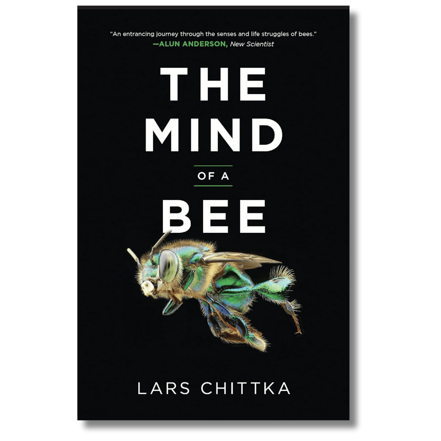The Mind of a Bee