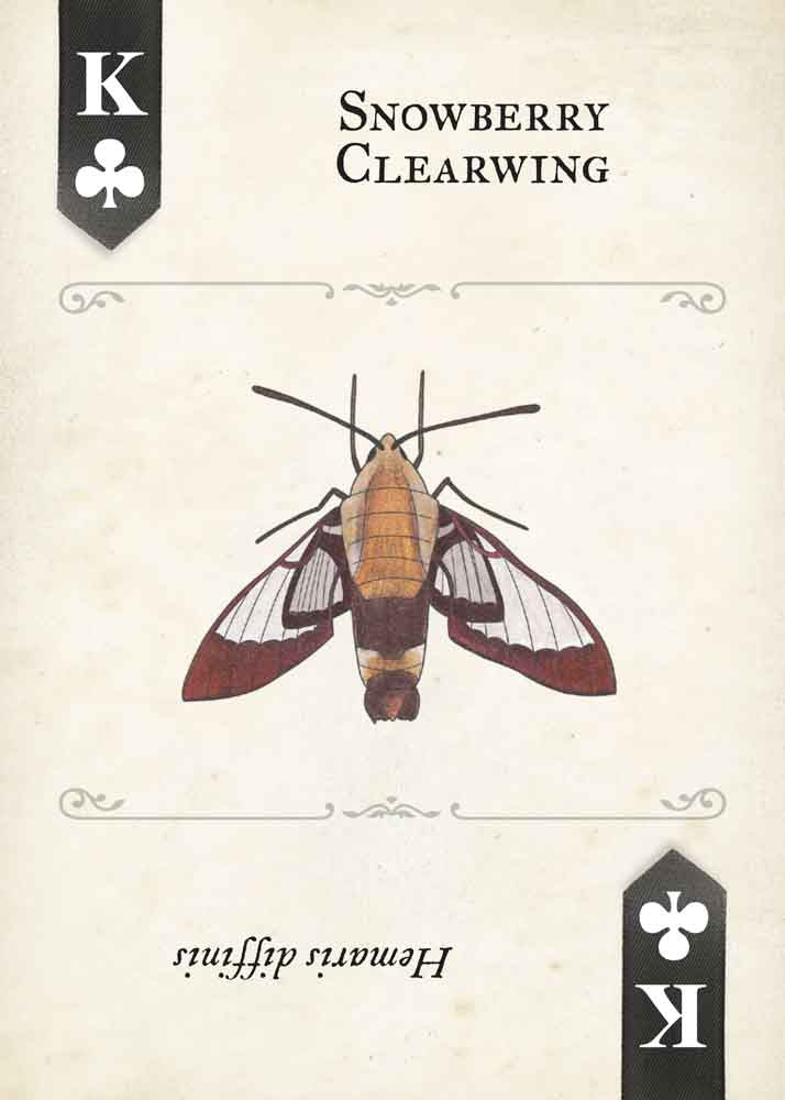 Moths Playing Cards
