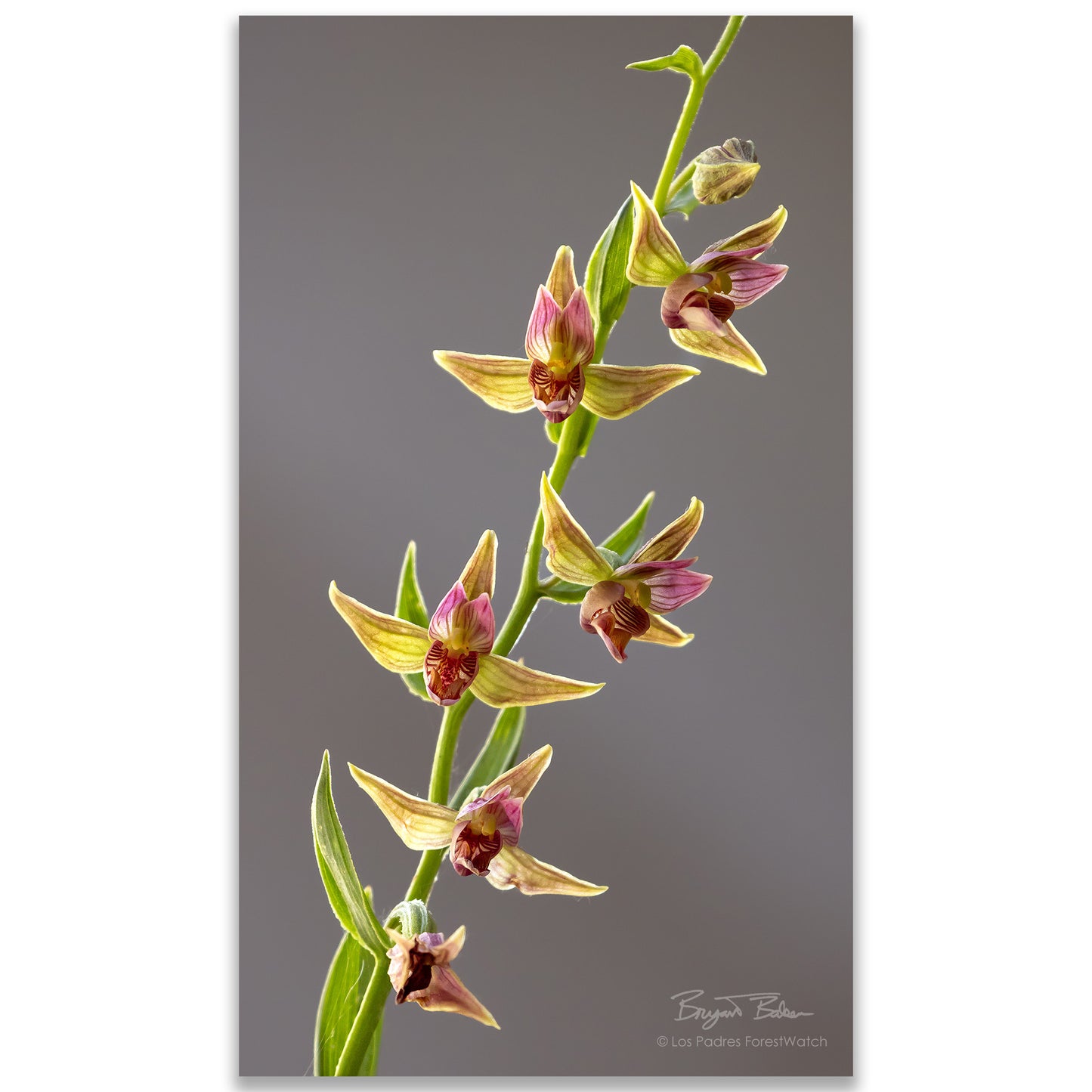 Stream Orchid in the Ojai Backcountry