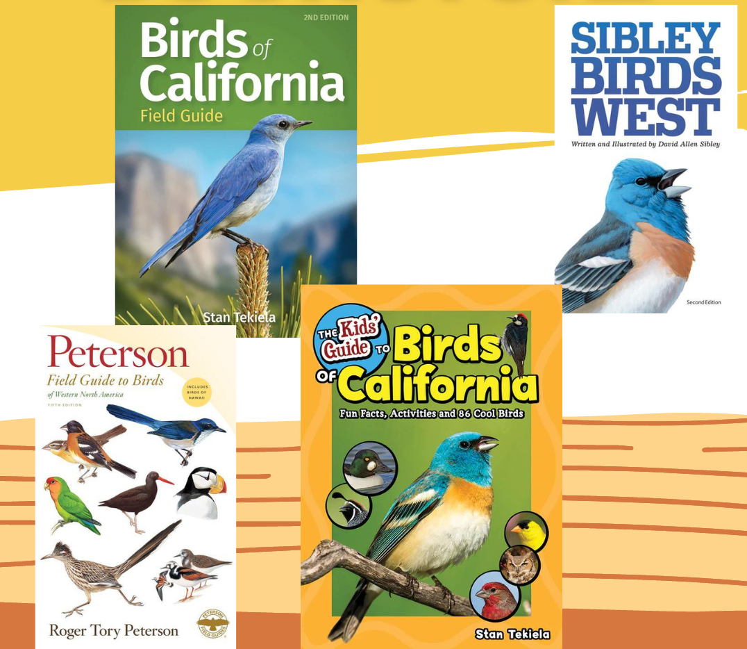 Best Birding Guides for the Central Coast Region