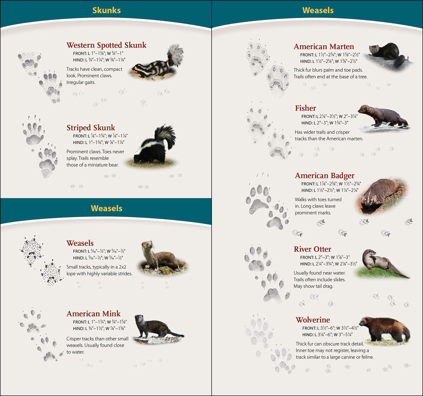 Animal Tracks of California