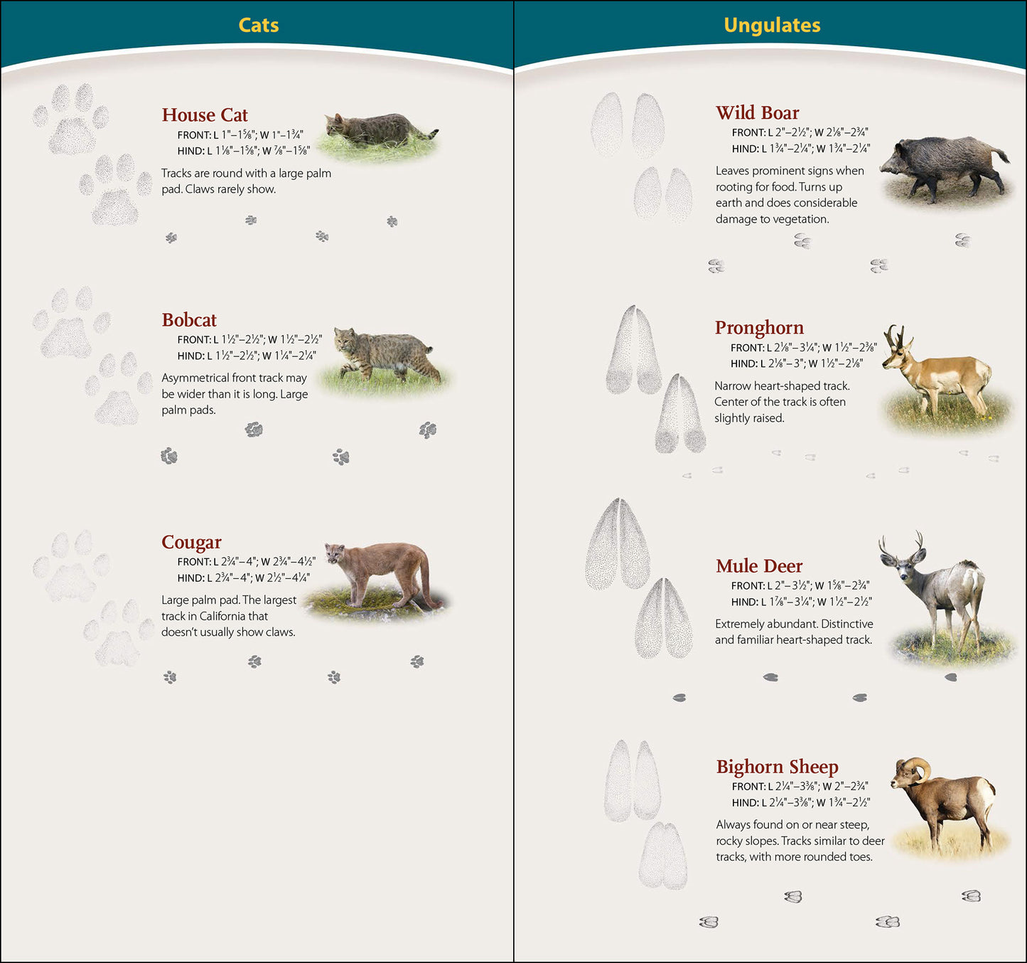 Animal Tracks of California