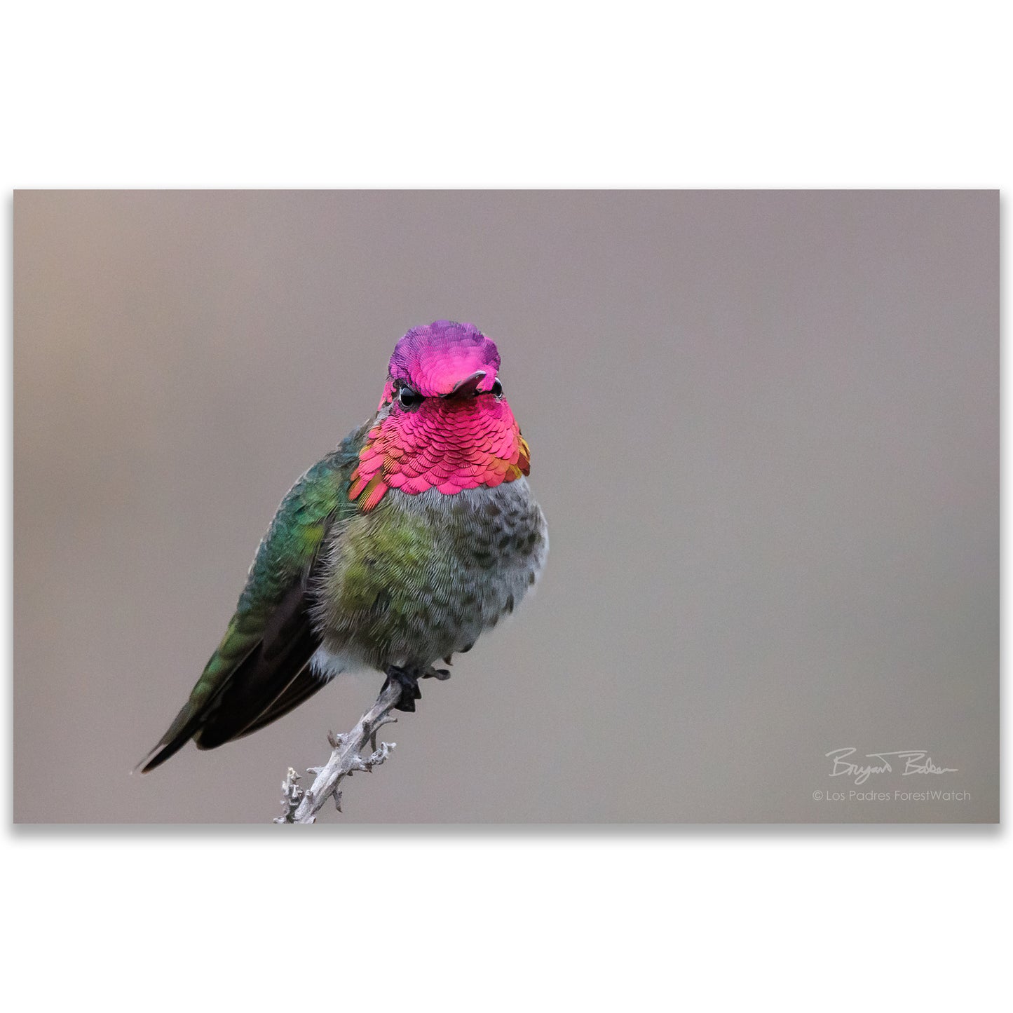 Anna's Hummingbird