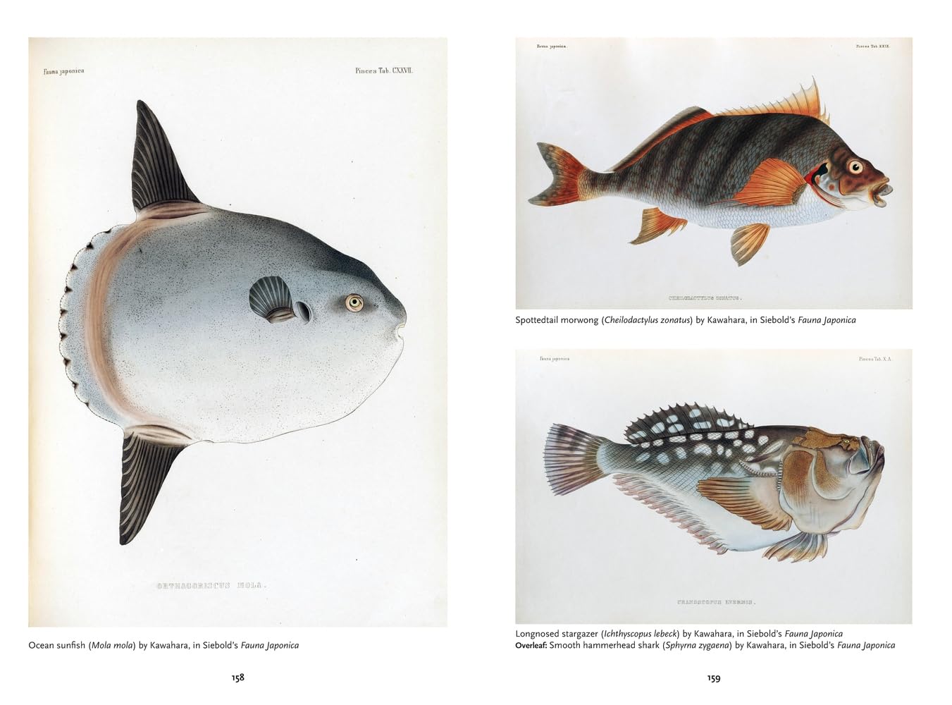 The Art of Biodiversity: Artists & Naturalists, 1700–1900