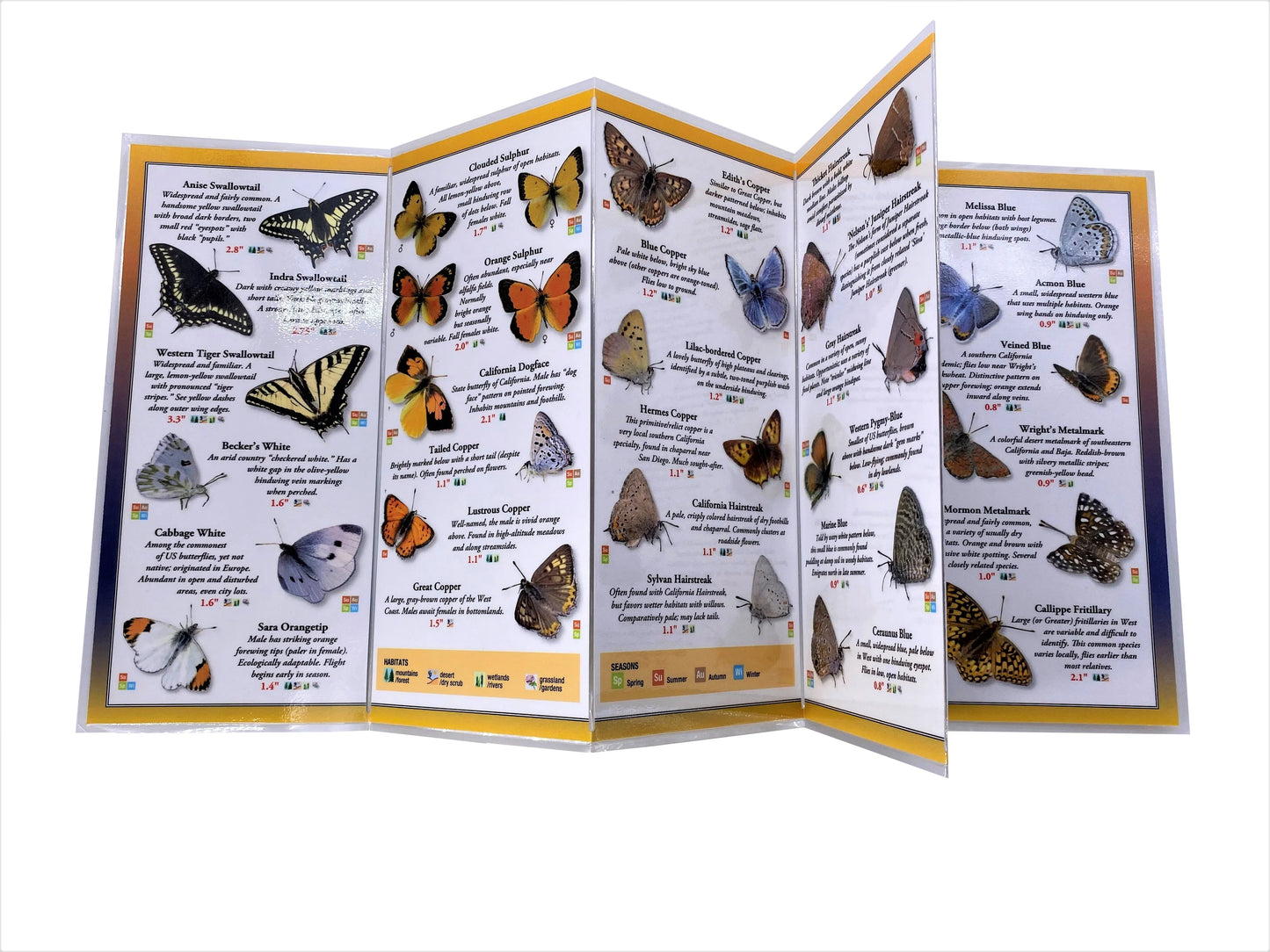 Common Butterflies of California