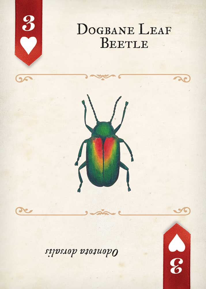 Beetles Playing Cards
