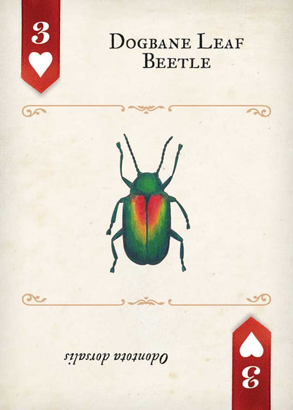 Beetles Playing Cards