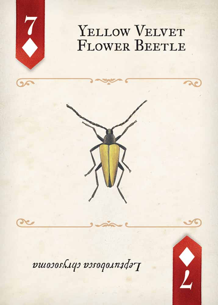 Beetles Playing Cards