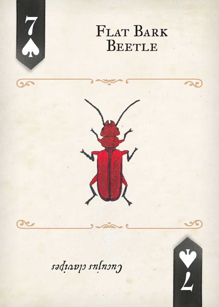 Beetles Playing Cards