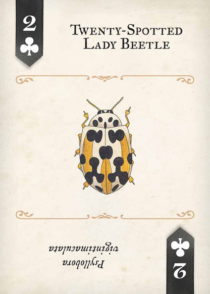 Beetles Playing Cards