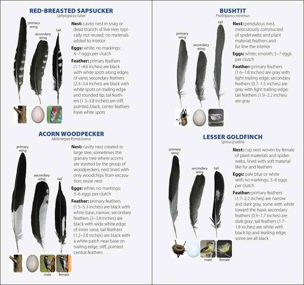 Bird Feathers & Eggs of California