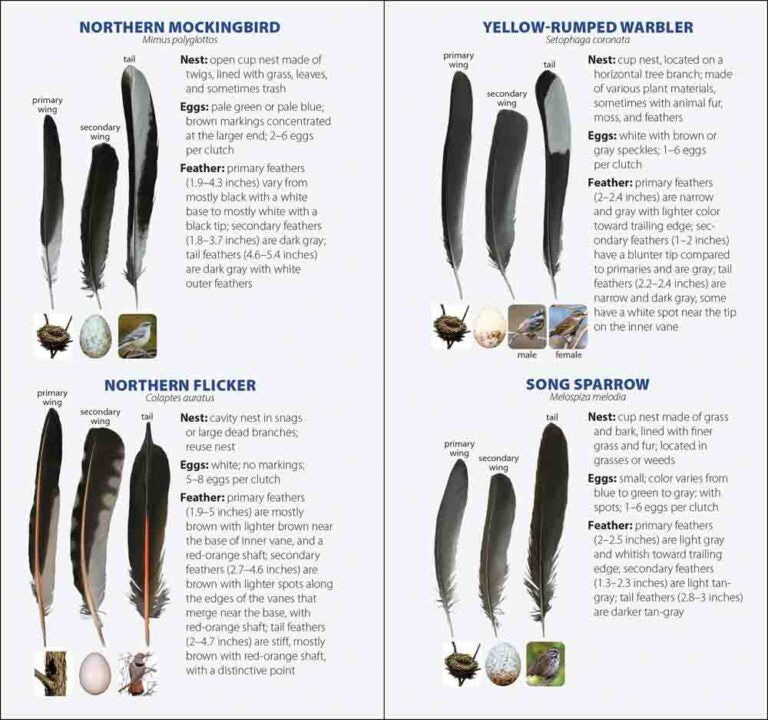Bird Feathers & Eggs of California