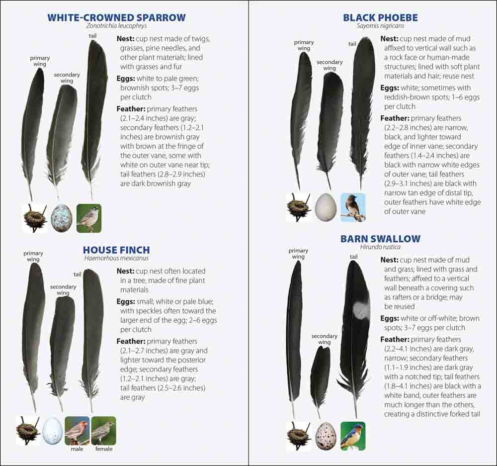 Bird Feathers & Eggs of California