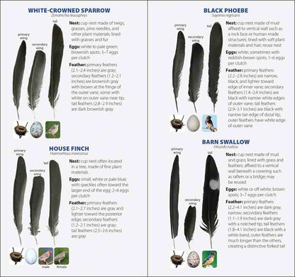 Bird Feathers & Eggs of California