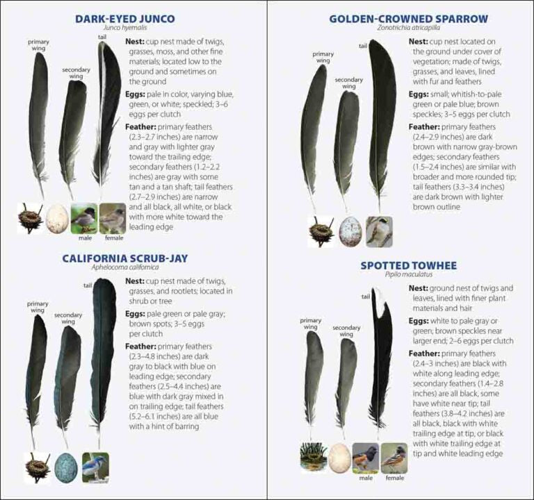 Bird Feathers & Eggs of California
