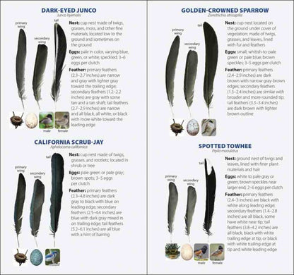 Bird Feathers & Eggs of California