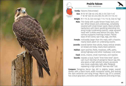 Birds of Prey of the West Field Guide