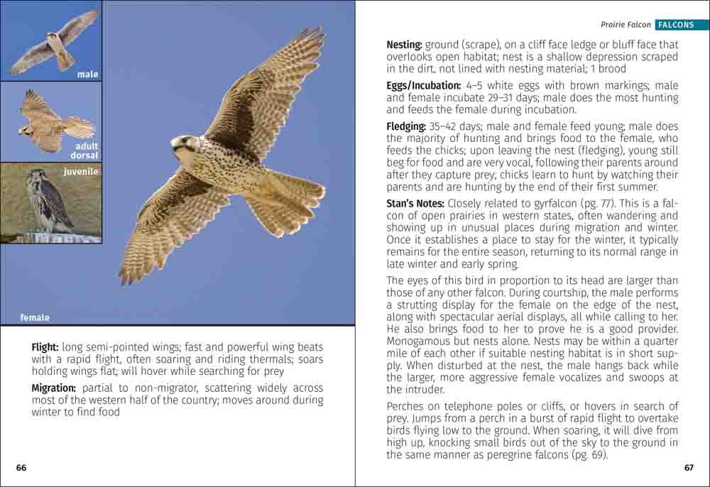 Birds of Prey of the West Field Guide