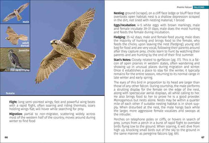 Birds of Prey of the West Field Guide