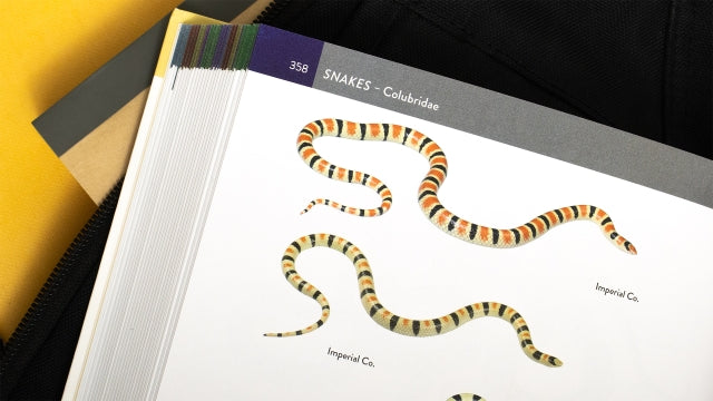 California Amphibians and Reptiles