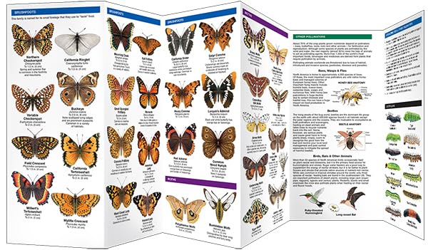 California Butterflies & Pollinators: A Folding Pocket Guide to Familiar Species