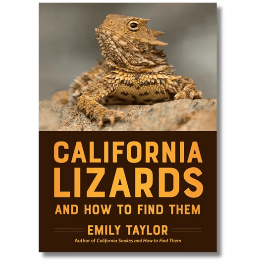 California Lizards and How to Find Them
