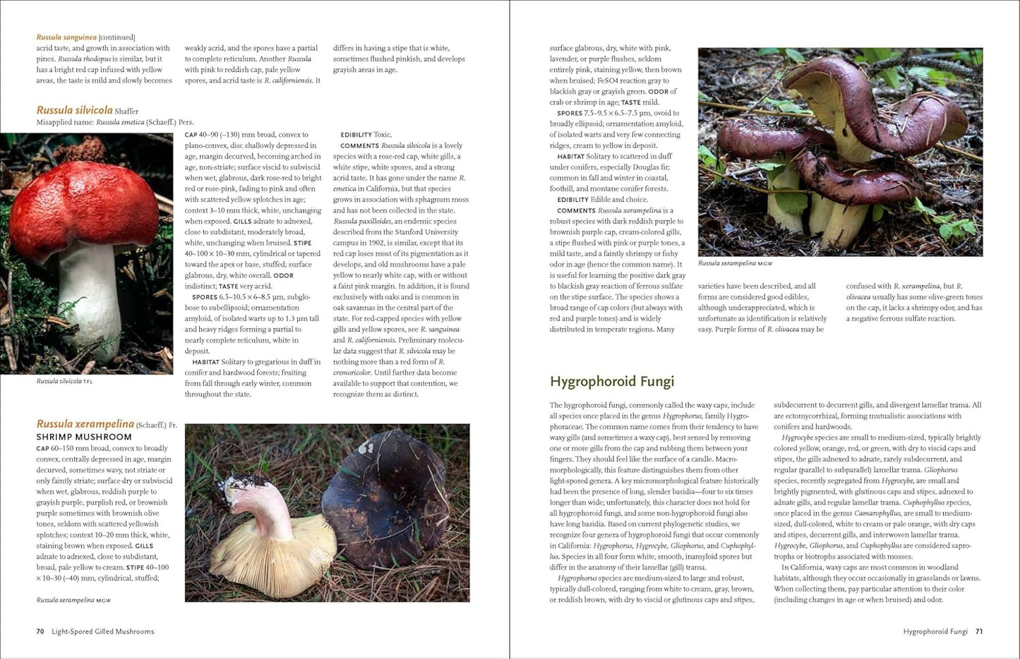 California Mushrooms: The Comprehensive Identification Guide