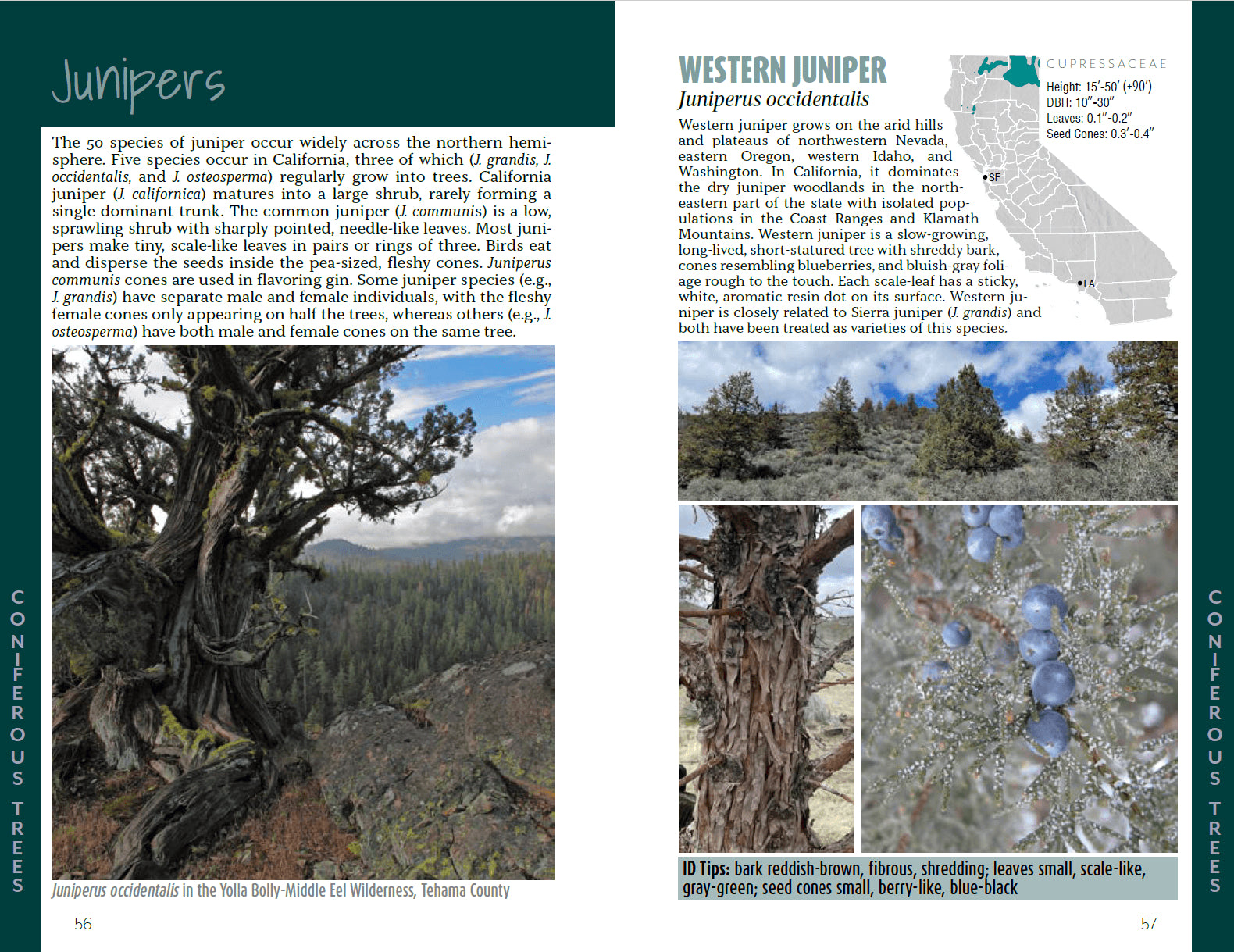 Tree Type Map California California Trees: A Field Guide to the Native Species – The ForestWatch ...