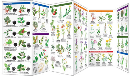 Chaparral Shrublands of Southern California