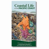 Coastal Life of the Pacific Coast