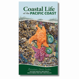 Coastal Life of the Pacific Coast