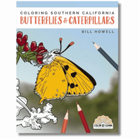 Coloring Southern California Butterflies & Caterpillars