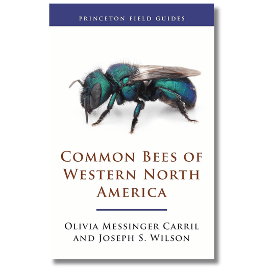 Common Bees of Western North America