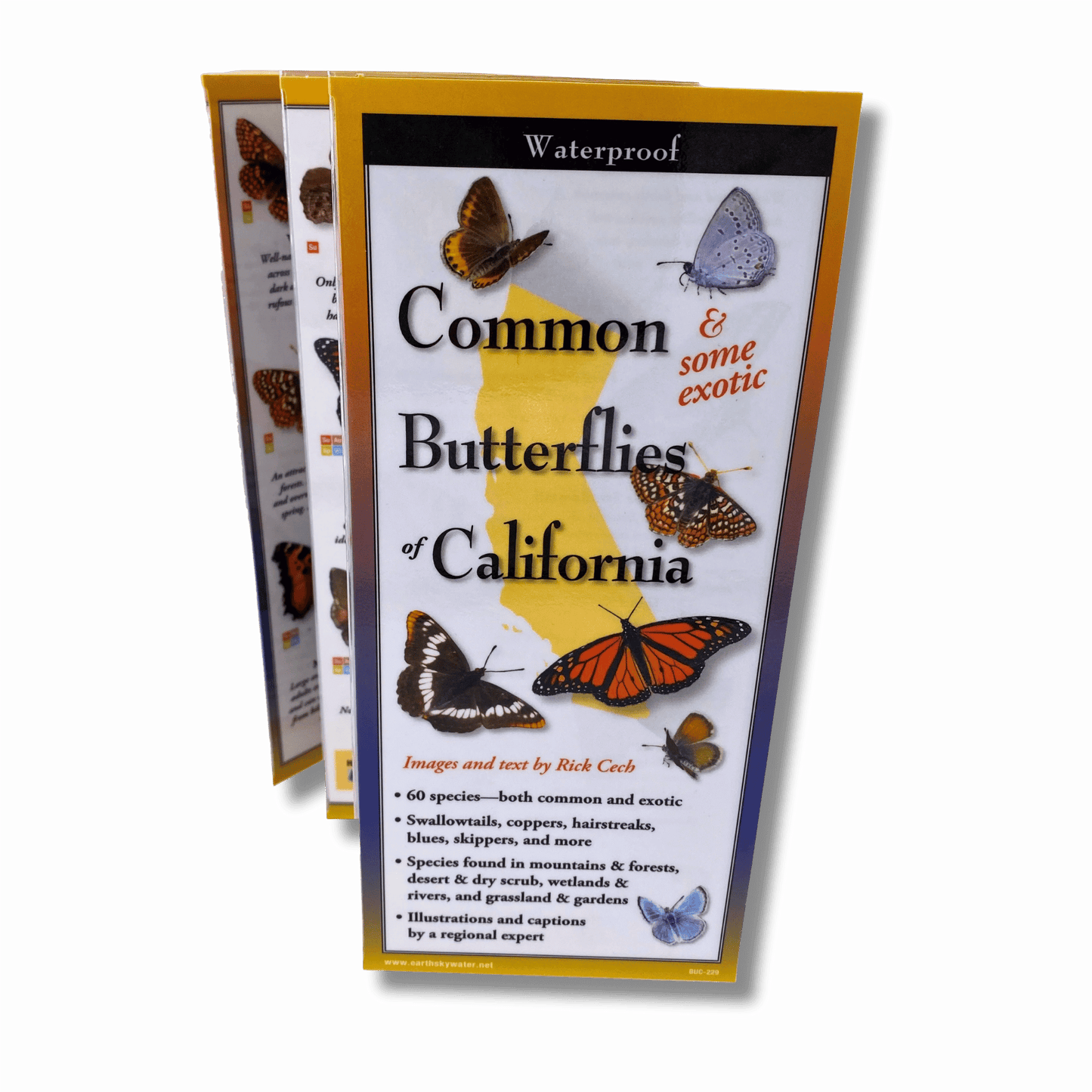 Common Butterflies of California