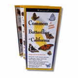 Common Butterflies of California