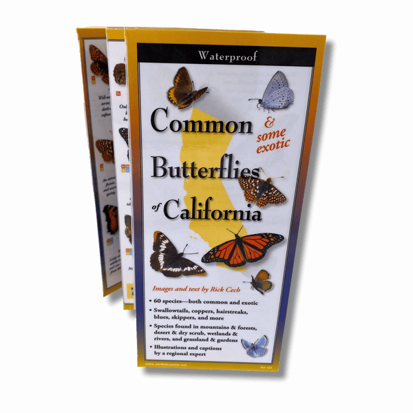 Common Butterflies of California