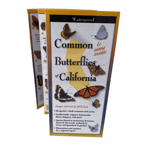Common Butterflies of California