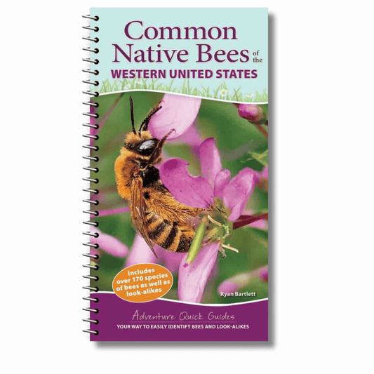 Common Native Bees of the Western United States