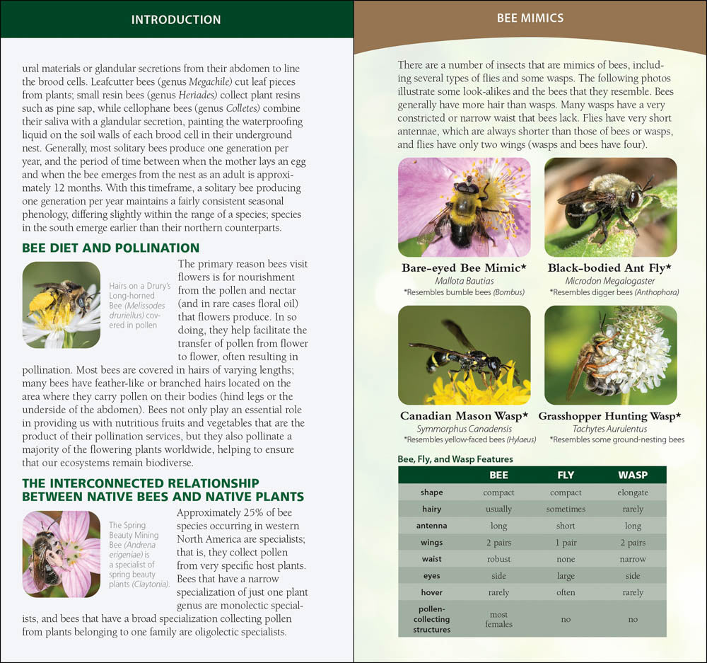 Common Native Bees of the Western United States