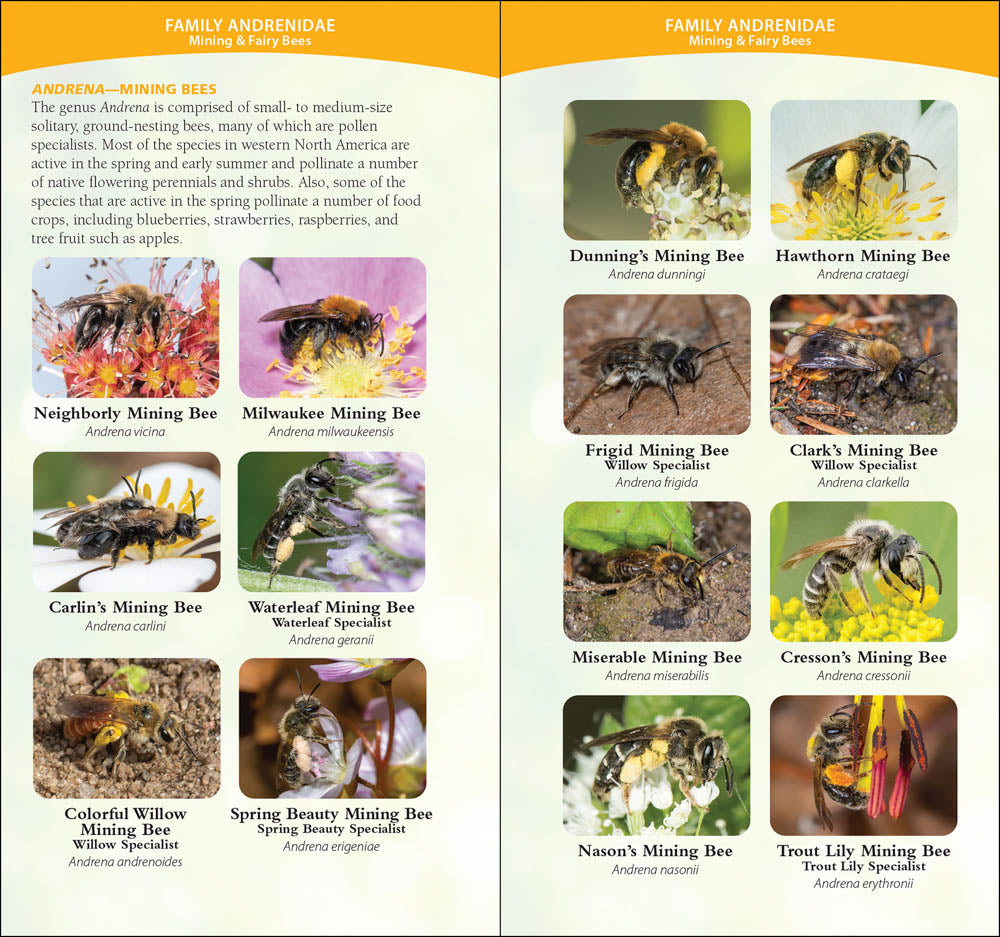 Common Native Bees of the Western United States