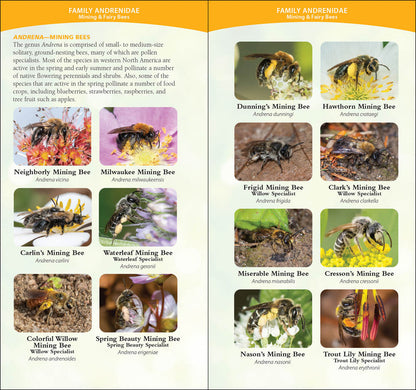 Common Native Bees of the Western United States