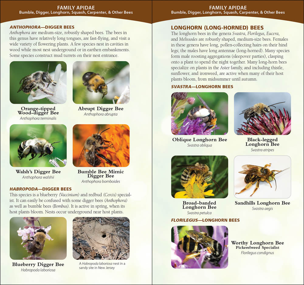 Common Native Bees of the Western United States