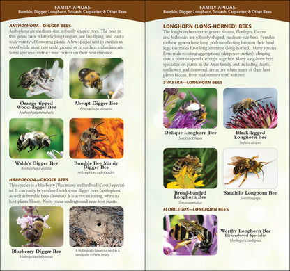 Common Native Bees of the Western United States